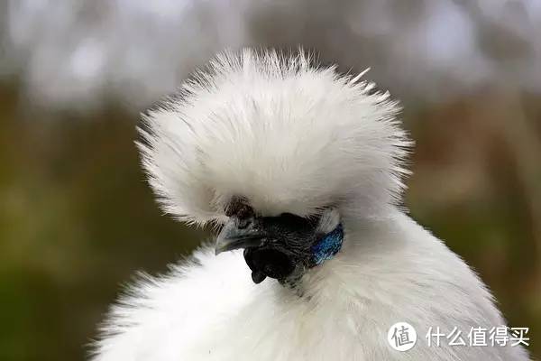 丝羽乌骨鸡