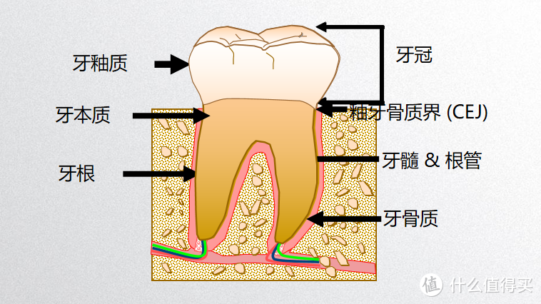 看完这一篇，和蛀牙、牙周病统统say goodbye