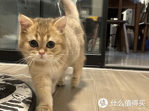 猫咪羊奶粉有什么功效？猫咪需要喝奶吗？