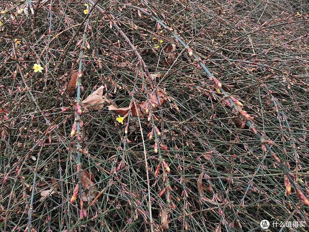 手机摄影|雨夹雪下的公园随拍记录