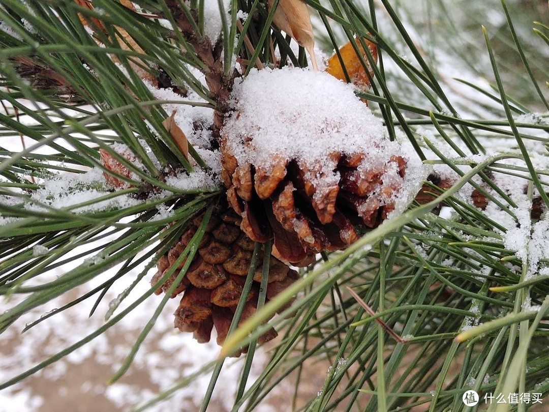 手机摄影|雨夹雪下的公园随拍记录