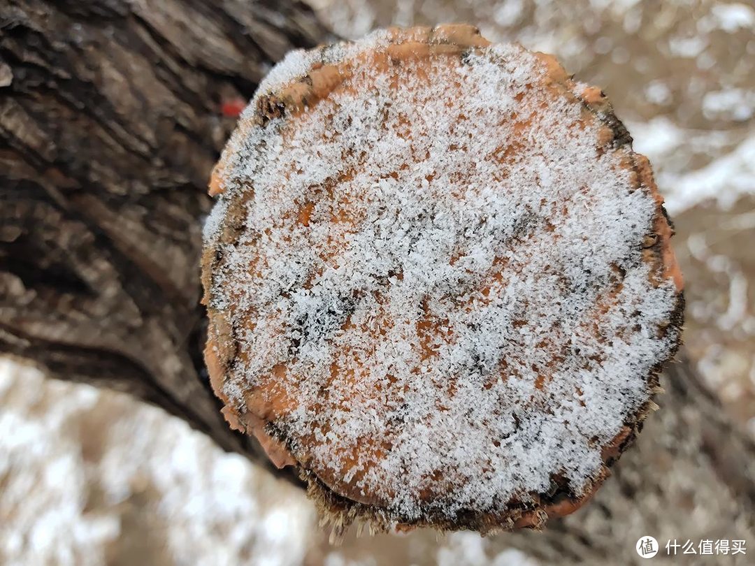 手机摄影|雨夹雪下的公园随拍记录