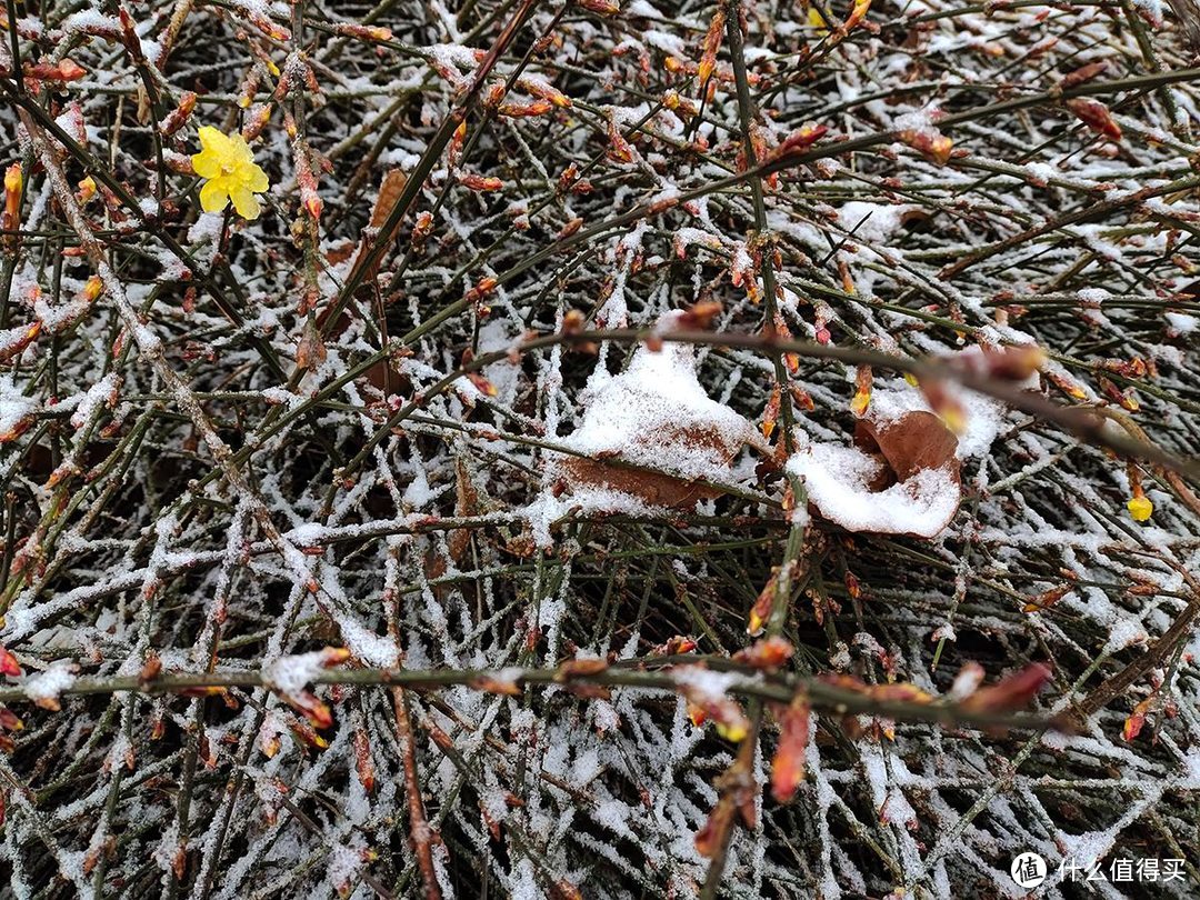 手机摄影|雨夹雪下的公园随拍记录