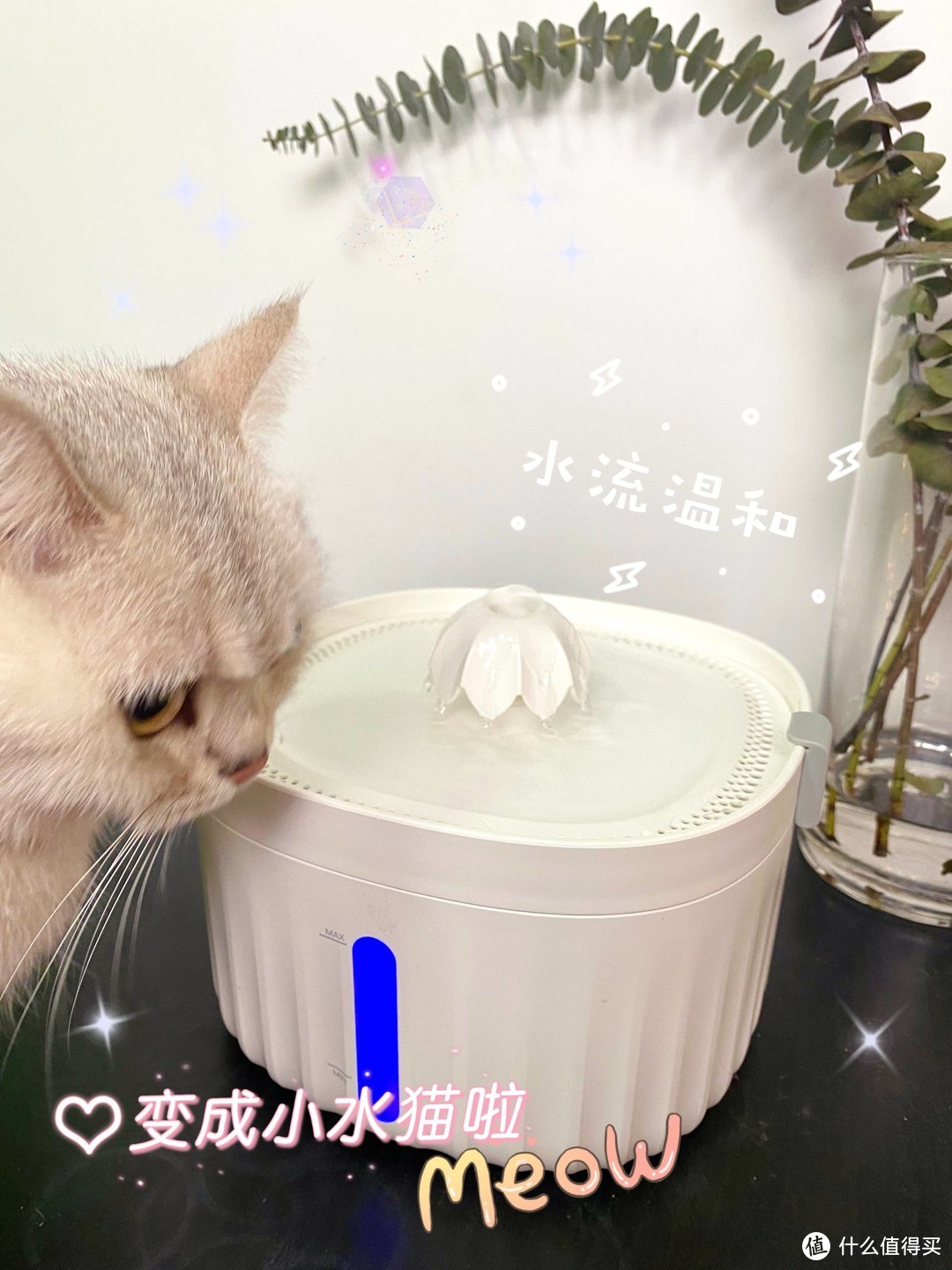 猫咪饮水机分享|让猫咪爱上喝水