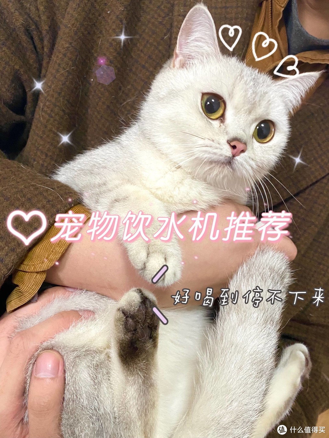 猫咪饮水机分享|让猫咪爱上喝水