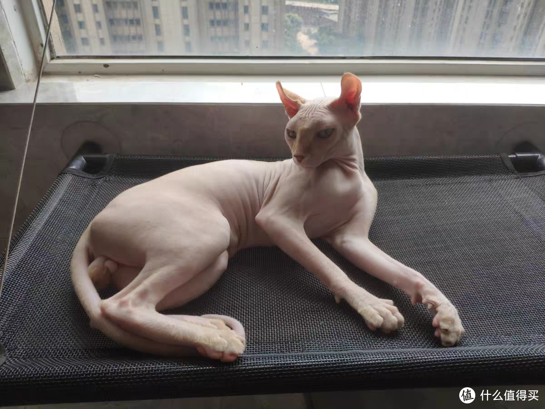 无毛猫吃什么牌子猫粮好？这几款都值得推荐，建议收藏！