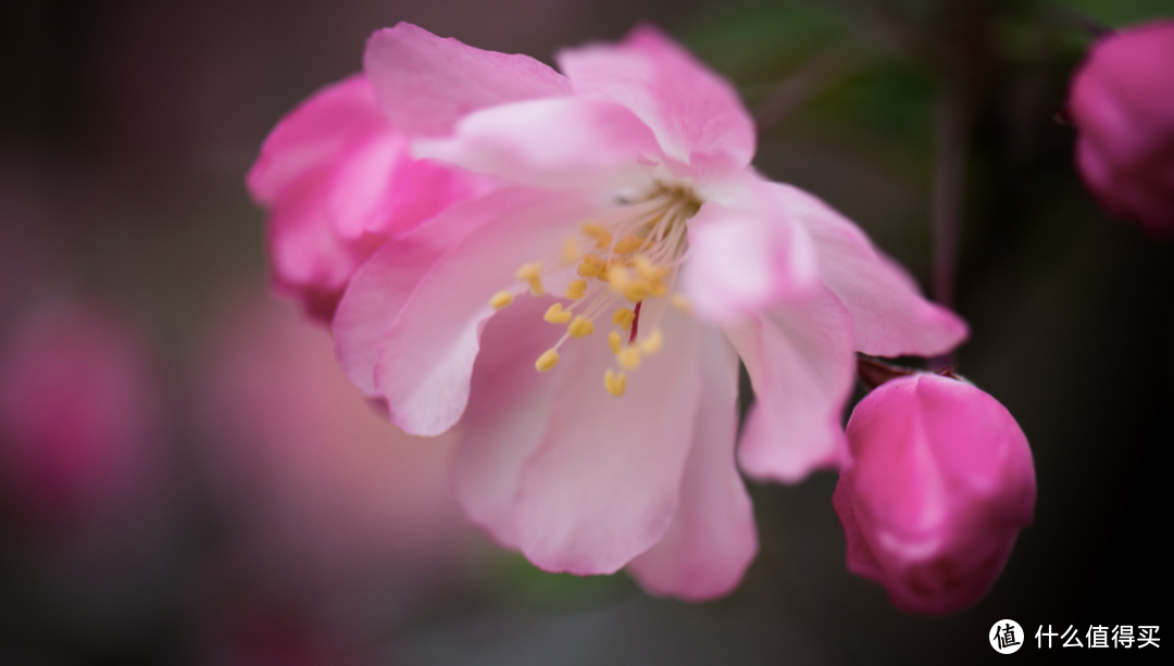 春深如海，花满枝头，却是海棠依旧