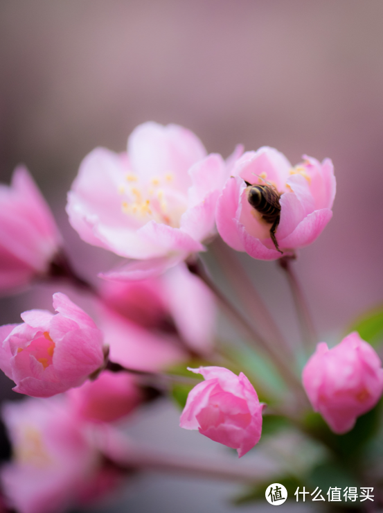 春深如海，花满枝头，却是海棠依旧