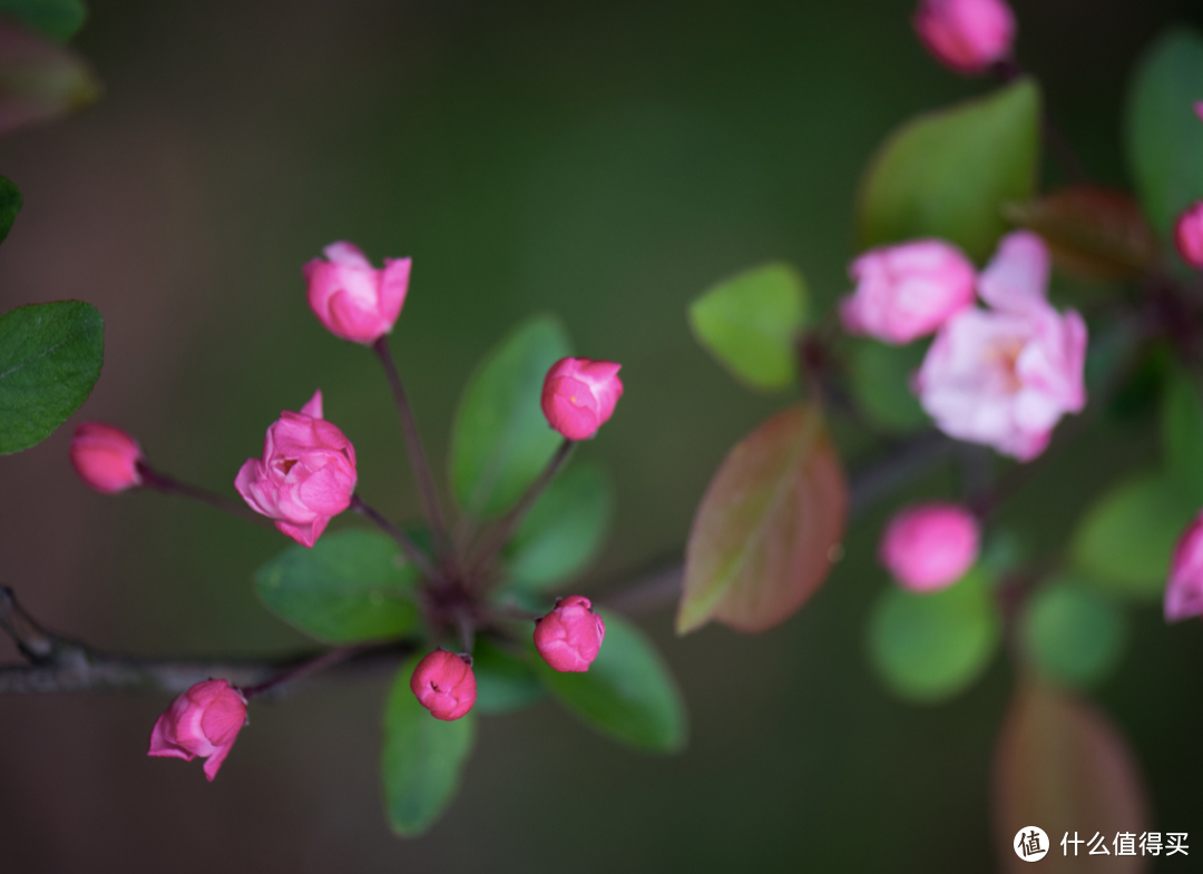 春深如海，花满枝头，却是海棠依旧