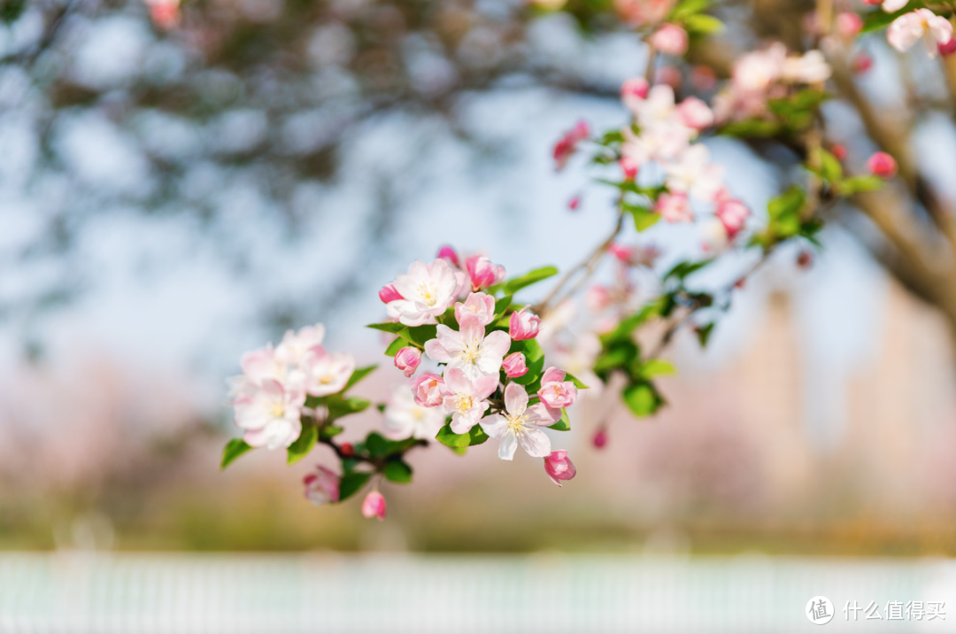 春深如海，花满枝头，却是海棠依旧