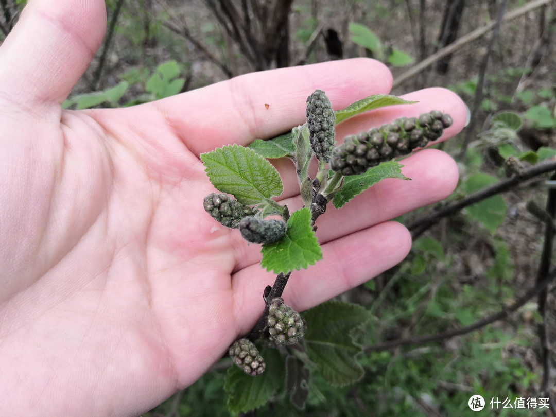 农村遭人唾弃的“害树”，它的花却是野菜中的极品，不吃太可惜