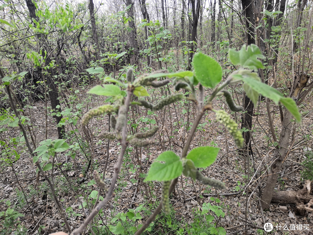 农村遭人唾弃的“害树”，它的花却是野菜中的极品，不吃太可惜