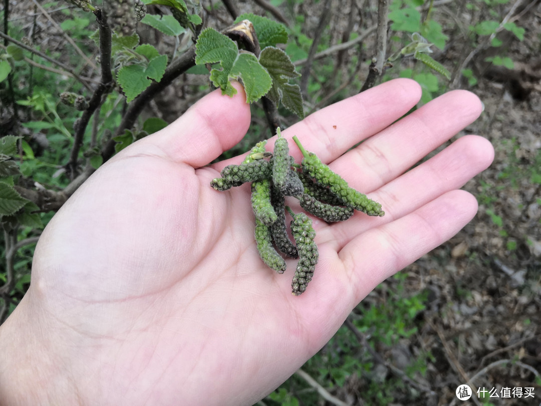 农村遭人唾弃的“害树”，它的花却是野菜中的极品，不吃太可惜