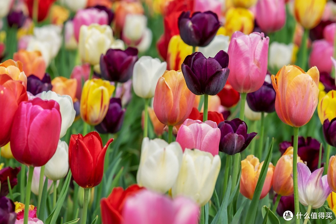 三月魔都最全赏花指南，视觉盛宴就此开始，连最佳拍照点都告诉你啦！