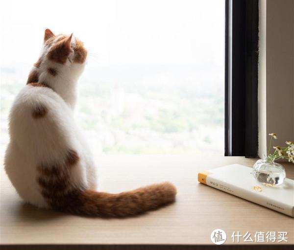 在书房看景的二猫