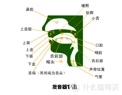 笑研所科普:牙齿矫正会影响发音?