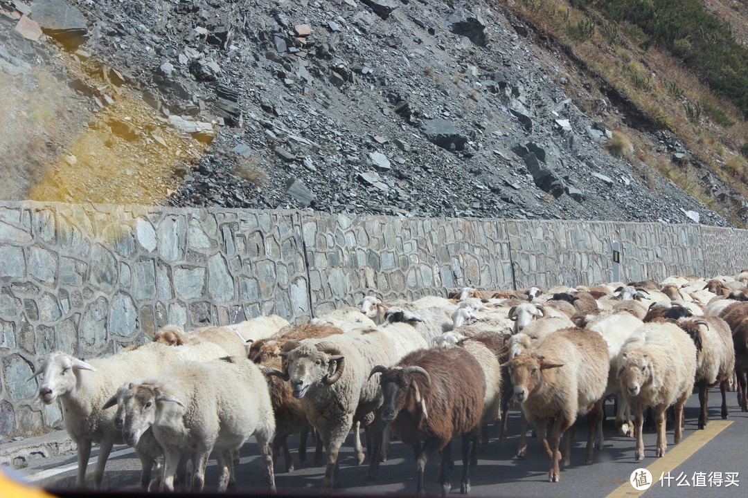 被一群羊挡住去路