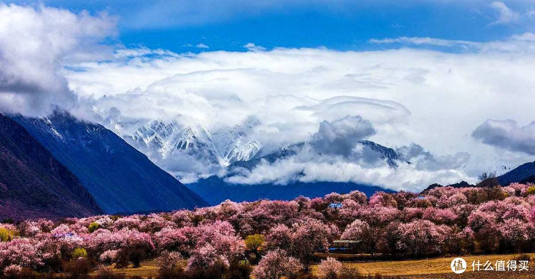 我们在西藏找到了真正的“十里桃花”