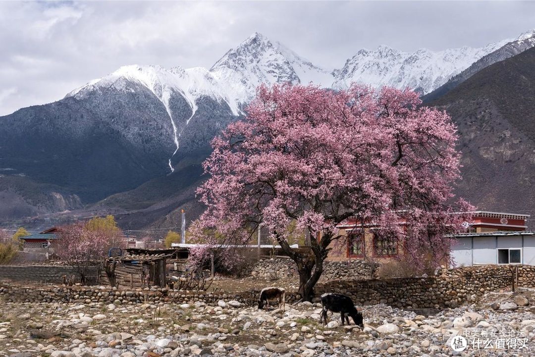 我们在西藏找到了真正的“十里桃花”