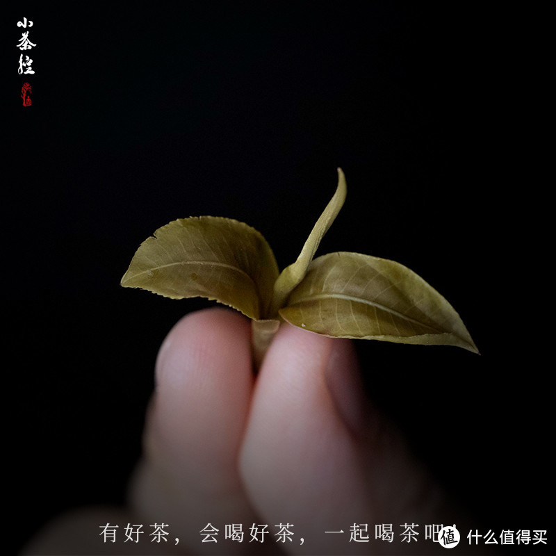 芽头越多越好？各大茶类分开看～茶叶各部位的风味成因科普