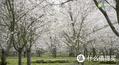 江南最美的春天，就是绍兴600亩樱花盛开的样子