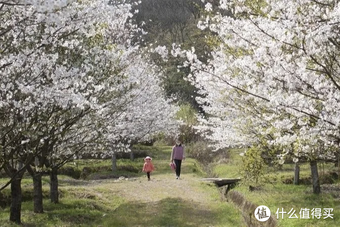 江南最美的春天，就是绍兴600亩樱花盛开的样子