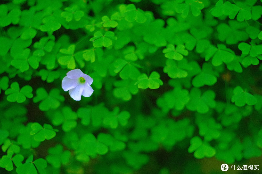 转接Super-Takumar 50mm F1.4 8片版本