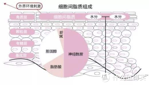 神经酰胺，为何是保湿和屏障修复的关键