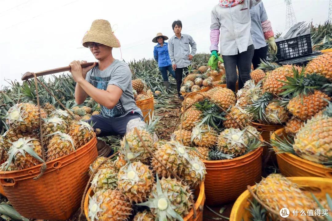 徐闻菠萝，为什么这样红？