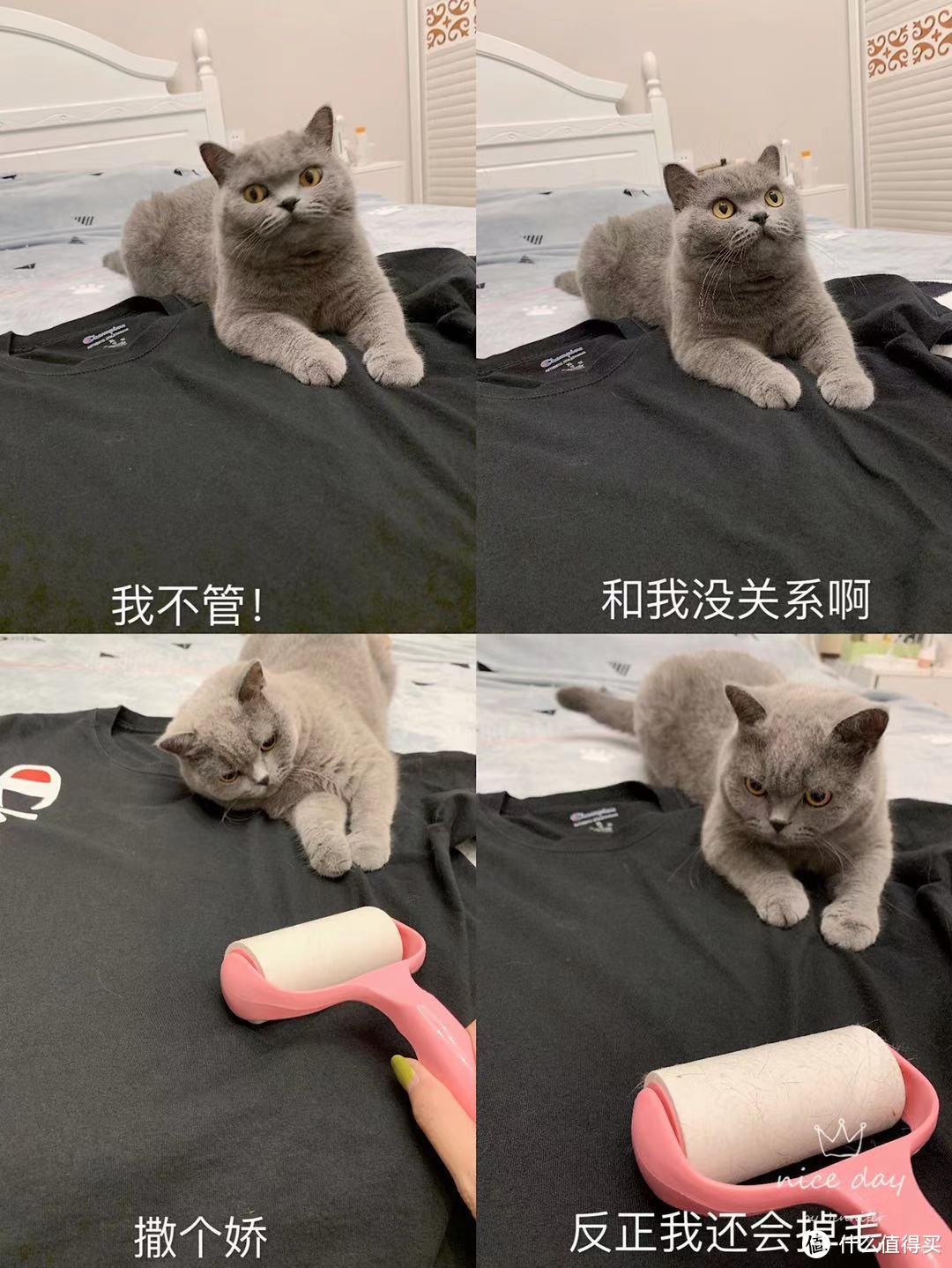 新手养猫看过来，实用好物大分享！