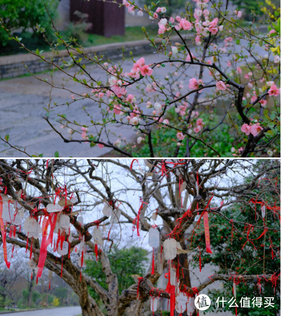 春季踏青~松江二日游！拔草了一家五星酒店~广富林真的是值得去！附上江浙沪亲子游酒店清单~