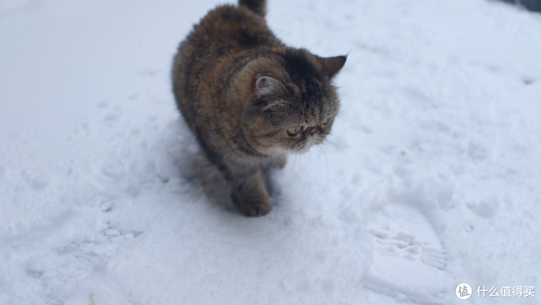 今年下了场特别大的雪