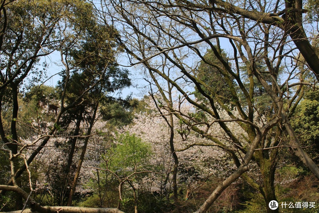染井吉野盛开的春天，带你去鼋头渚看仙女