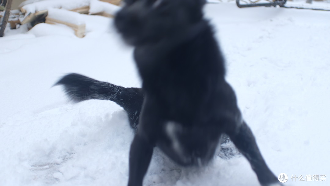 下雪天给饭团拍照是永远对不上胶的