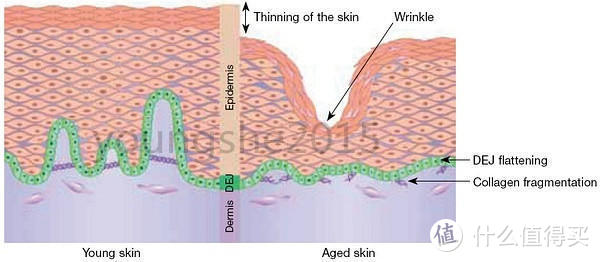 雅诗兰黛核心抗衰成分：三肽-32 Tripeptide-32