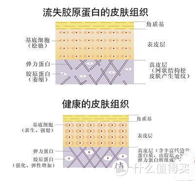 雅诗兰黛核心抗衰成分：三肽-32 Tripeptide-32