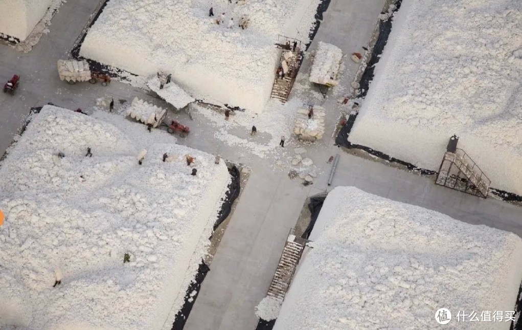 雪白雪白的新疆棉花