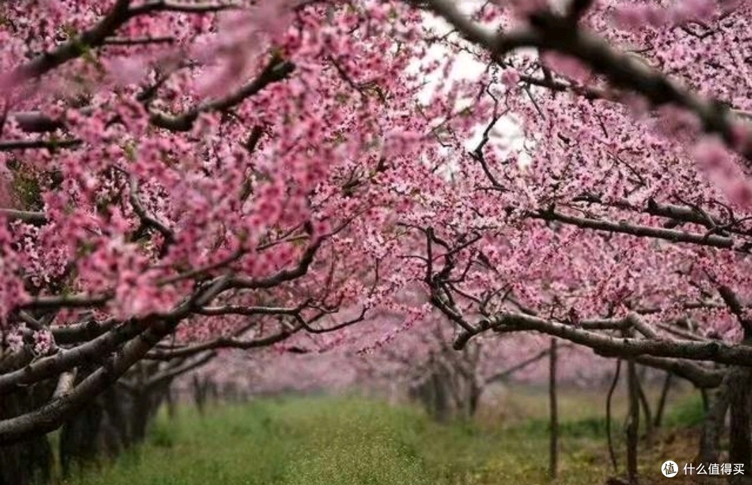 老家的桃花林