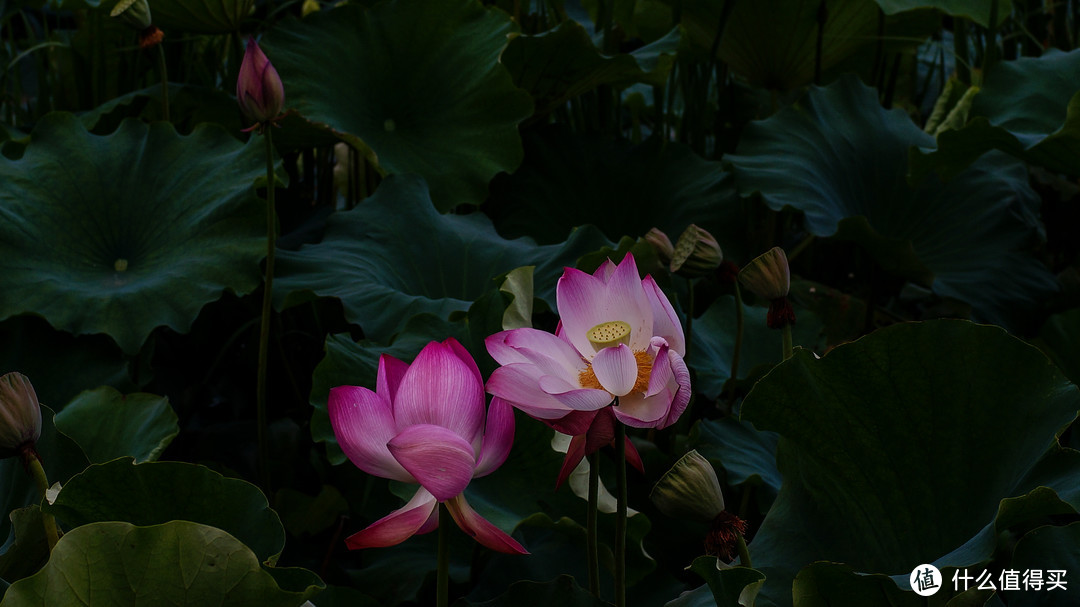 十里桃花，三生三世之普者黑