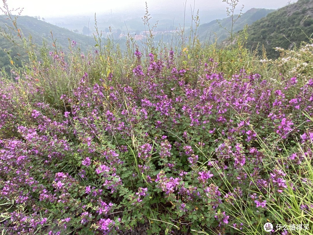 一路花花草草的，可高兴了，拍这拍那的，不知已经慢慢涉险