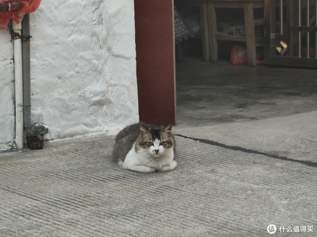 这些小猫的照片都是用长焦摄像头拍的，如果用主摄拍，这个距离它们估计早就被吓跑了