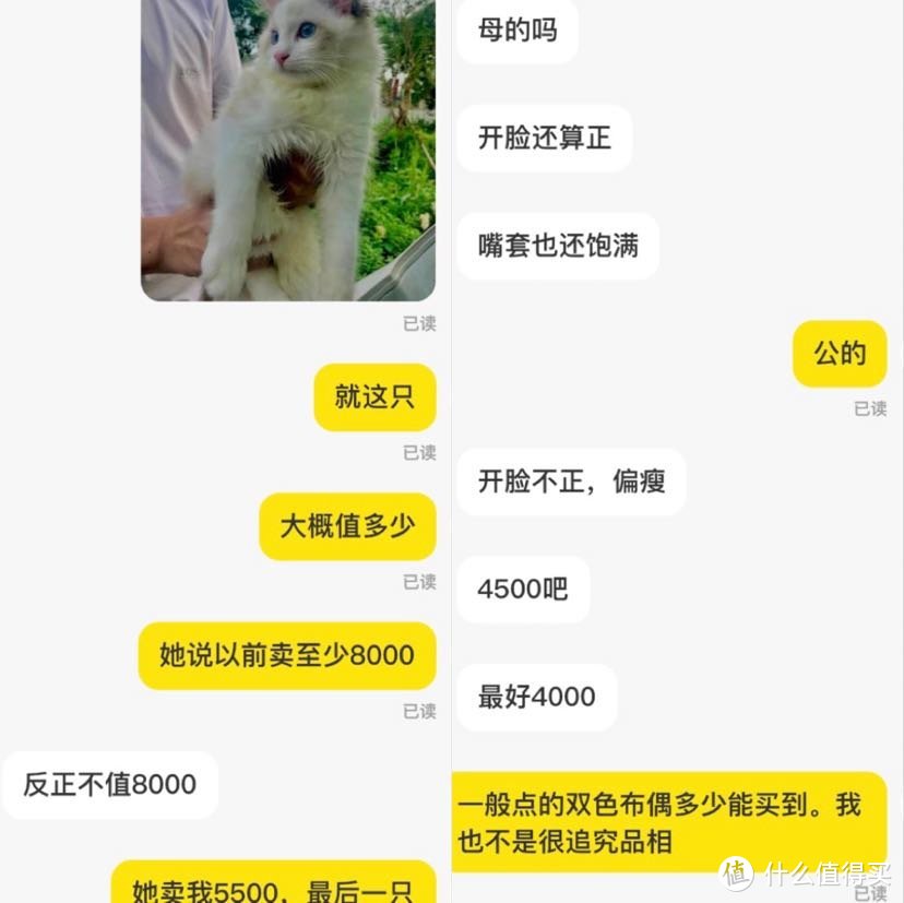 闲鱼里2000买了只布偶猫