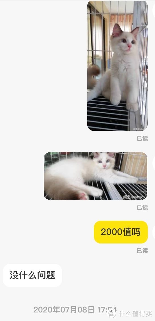 闲鱼里2000买了只布偶猫