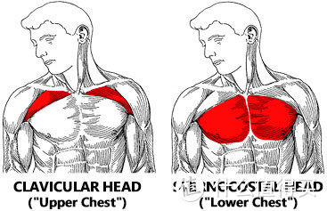 如何练出铠甲般的胸大肌？避免这些错误，找对这些方法，你也能拥有傲人胸肌