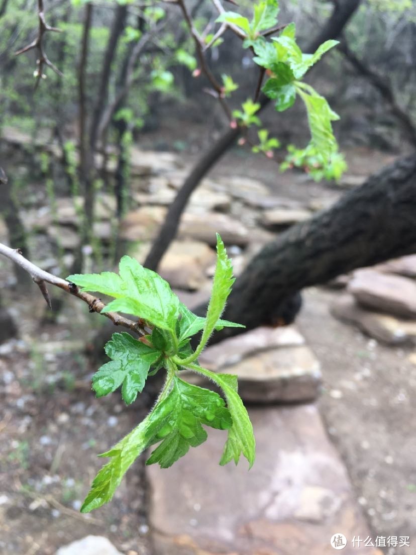 小雨里的山楂树叶