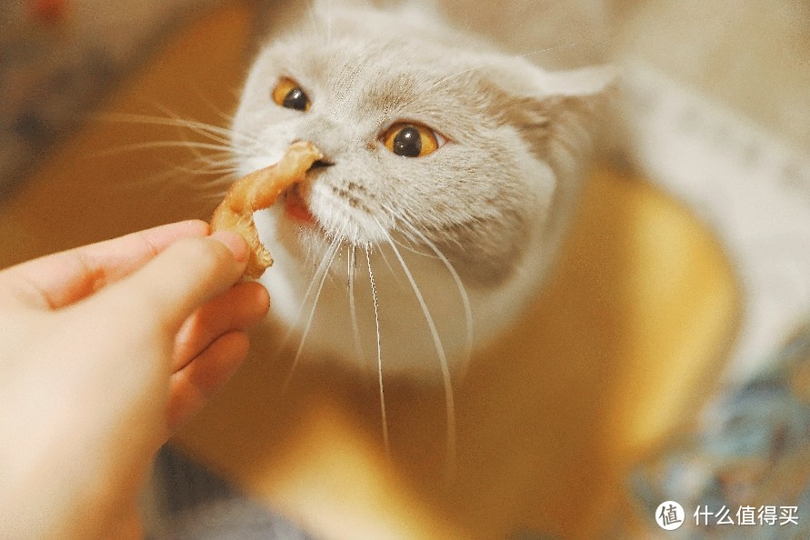 DIY自制猫咪零食，好吃到舔爪：人宠皆可食用