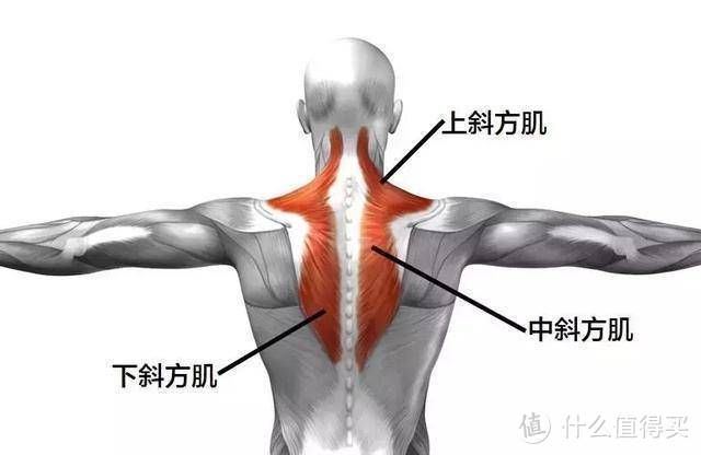 站内首评：真•物理揉捏，不刺痛——西屋颈椎按摩枕U209『深度体验报告』