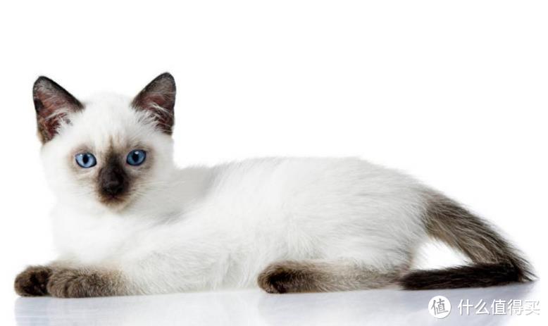 猫咪到底需不需要吃营养膏？