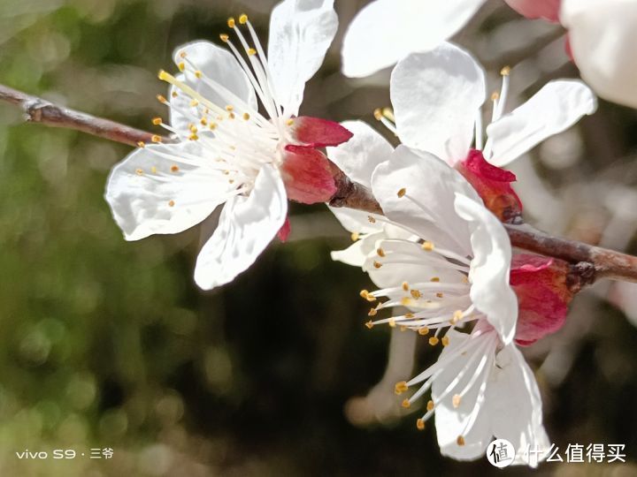 水桶无短板，这样的vivo S9你可满意？