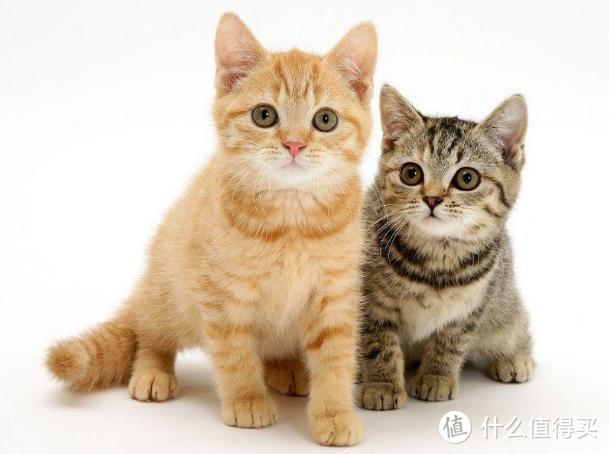 什么牌子的猫粮好？好猫粮的标准是什么？